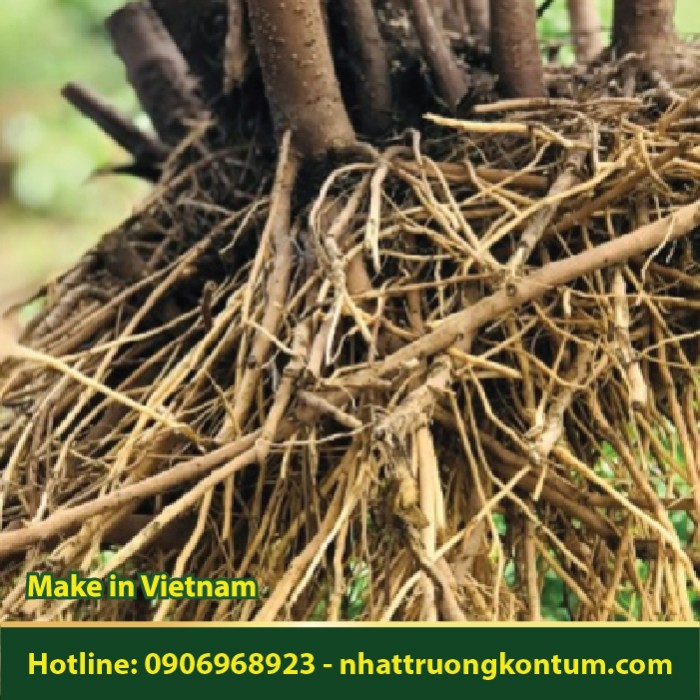 Sài Hồ Nam - Pluchea pteropoda - Túi 1kg