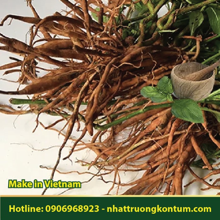 Sâm Nổ - Sâm Tanh Tách - Ruellia tuberosa - Túi 1kg