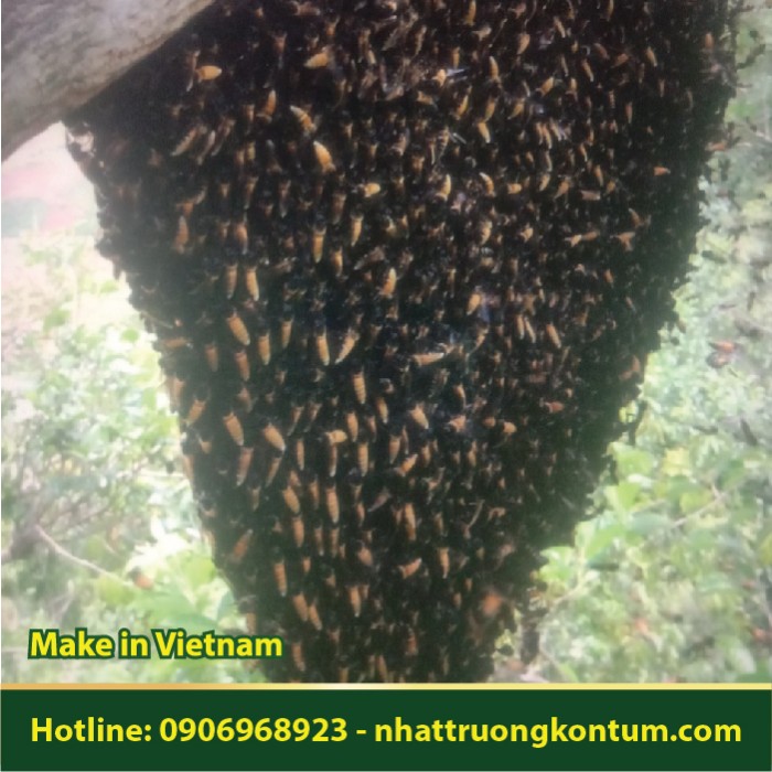Sáp Mật Ong Rừng Kon Tum Nguyên Chất - Natural Wax - Forest Beeswax Vietnam - 1kg