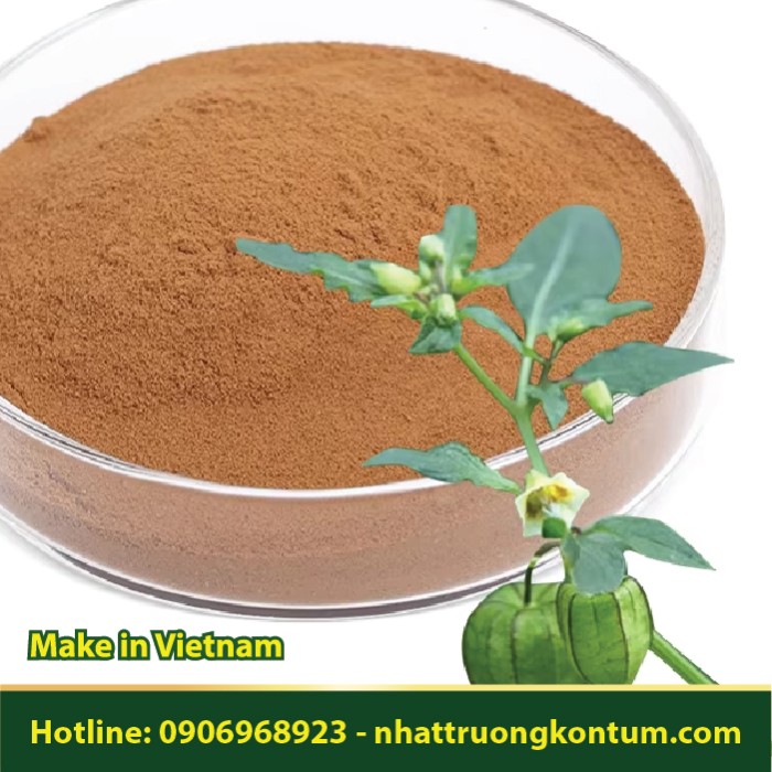 Bột Quả Tầm Bóp - Physalis angulata Fruit Dried Powder - Túi 1kg