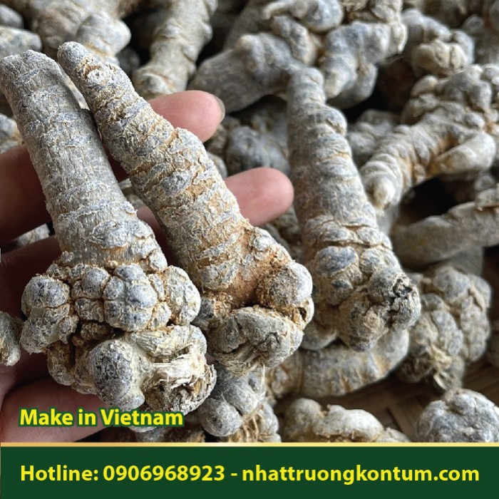 Tam Thất Bắc - Panax pseudoginseng - Túi 1kg