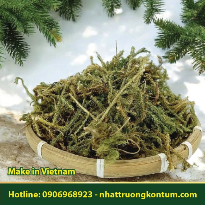 Cây Thông Đất Khô - Lycopodiella cernua Dried Vietnam - Túi 1kg