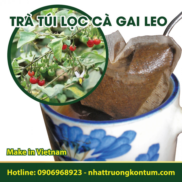 Trà Túi Lọc Cà Gai Leo Kon Tum Việt Nam - Solanum procumbens Tea Bag Vietnam - Túi 1kg