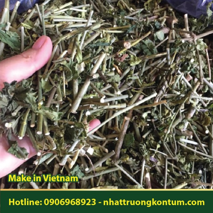 Cây Xương Khỉ - Bìm Bịp Khô Nhật Trường Kon Tum - Clinacanthus nutans Dried Vietnam - Túi 1kg