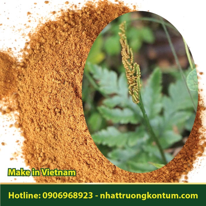 Bột Âm Địa Quyết - Botrychium ternatum Powder - Túi 1kg