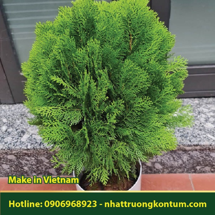 Trắc Bách Diệp - Platycladus orientalis - Túi 1kg
