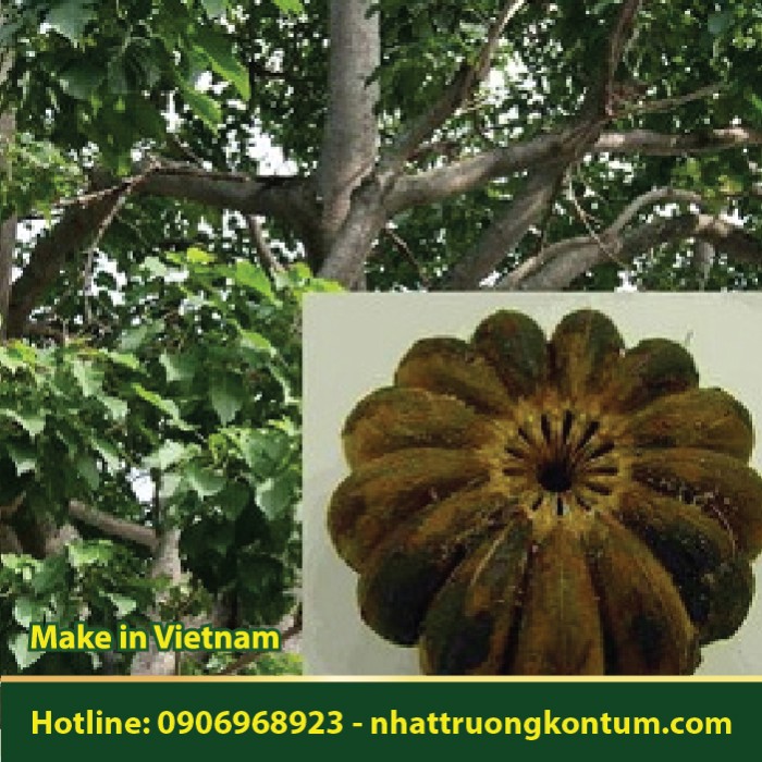 Bã Đậu - Vông Đồng - Hura crepitans - Túi 1kg