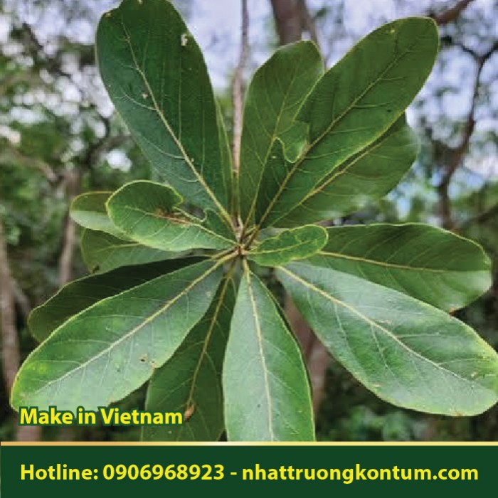 Bời Lời Nhớt - Litsea glutinosa - Túi 1kg
