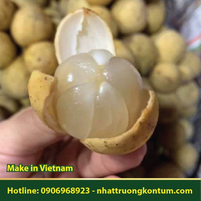 Bòn Bon - Lansium domesticum - Túi 1kg