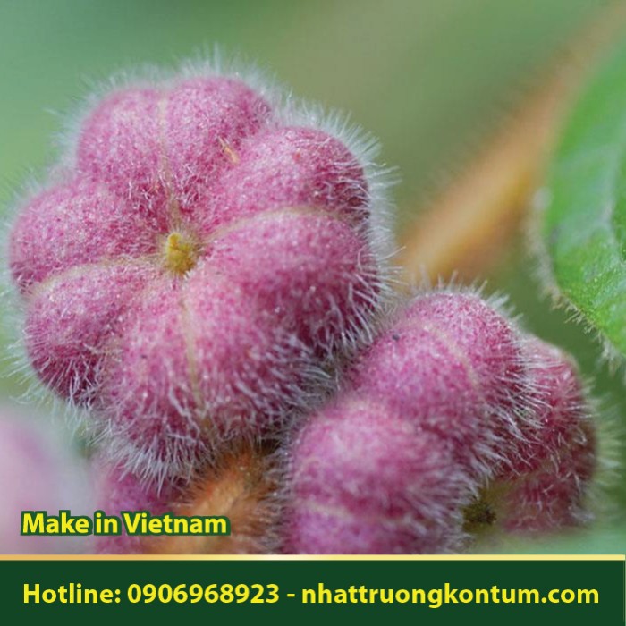 Bòn Bọt - Glochidion eriocarpum - Túi 1kg