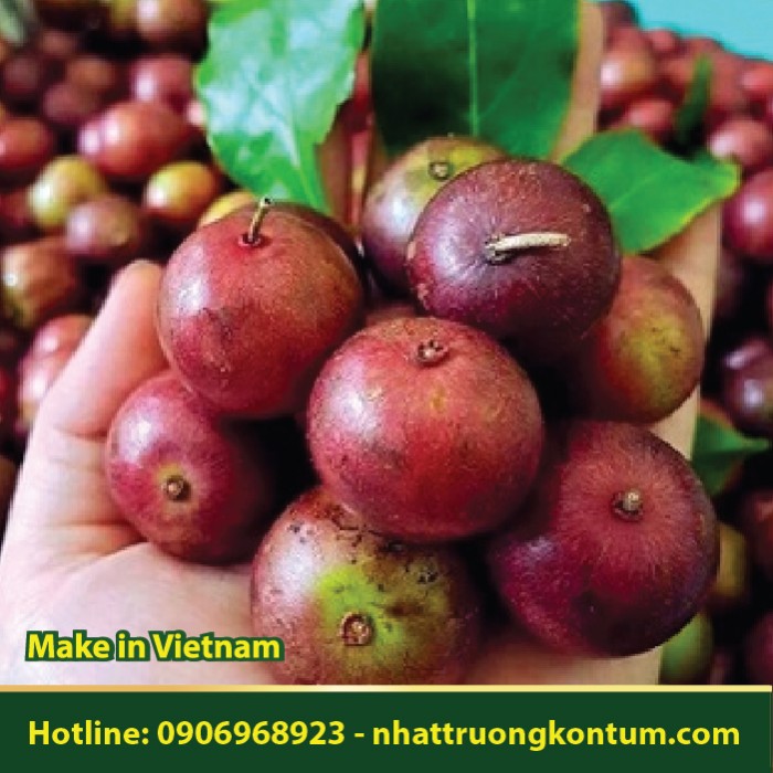 Bồ Quân - Hồng Quân - Flacourtia jangomas - Túi 1kg