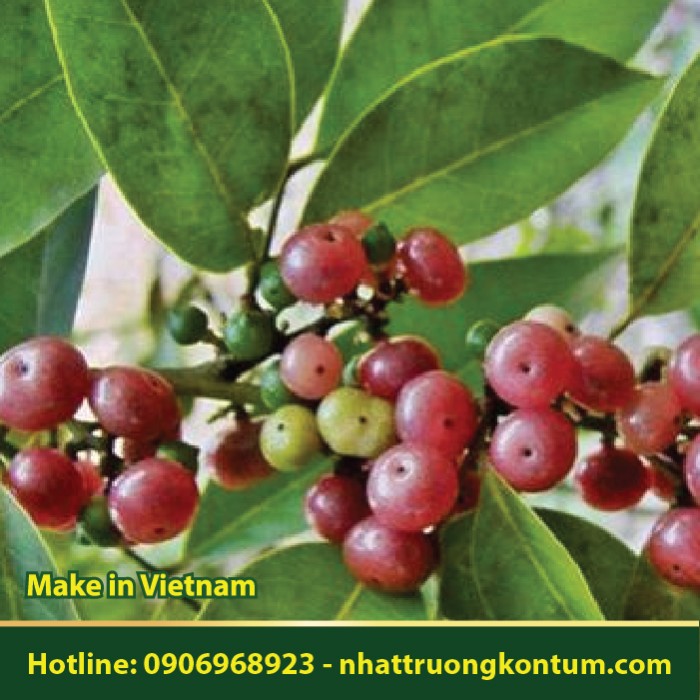Bưởi Bung - Cơm Rượu - Glycosmis pentaphylla - Acronychia pedunculata - Túi 1kg