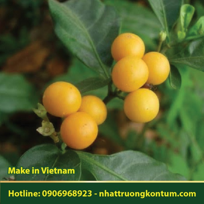Cà Hai Lá - Solanum diphyllum - Túi 1kg