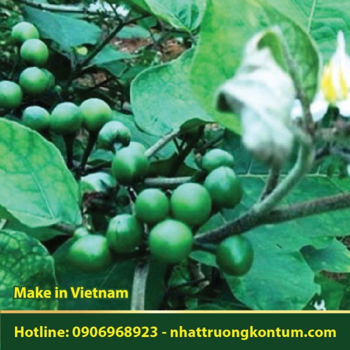 Cà Đắng - Solanum incanum - Túi 1kg