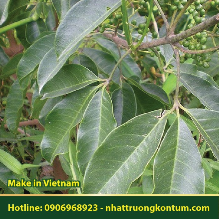 Cây Ba Chạc - Melicope pteleifolia - Túi 1kg
