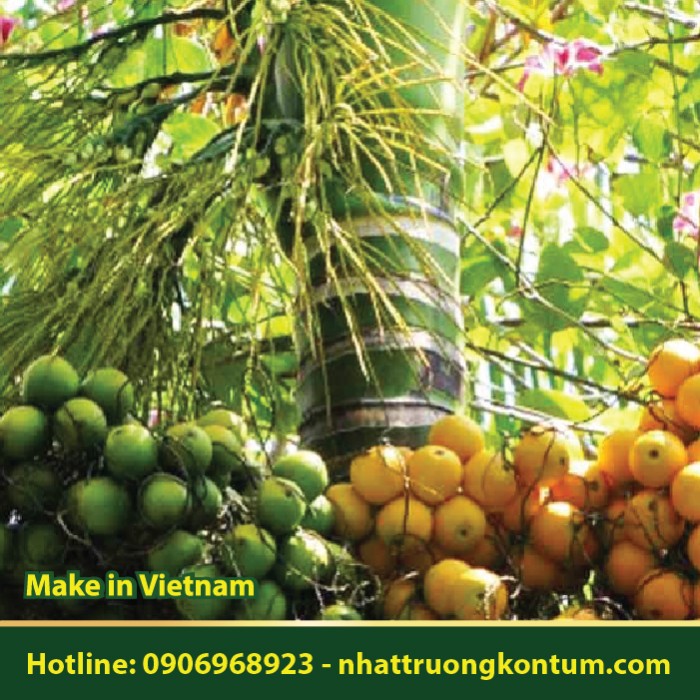 Cây Cau - Areca catechu - Túi 1kg