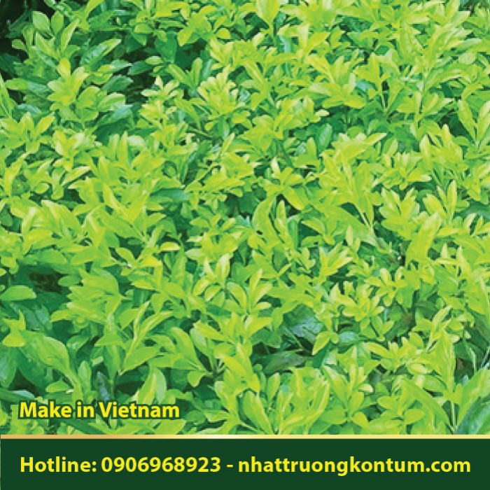 Cây Chuỗi Ngọc - Duranta erecta - Túi 1kg