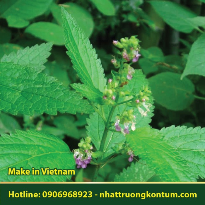Cây Cứt Ngựa - Teucrium viscidum - Túi 1kg