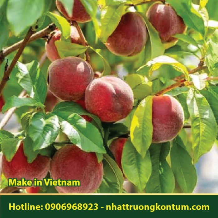Cây Đào - Prunus persica - Túi 1kg