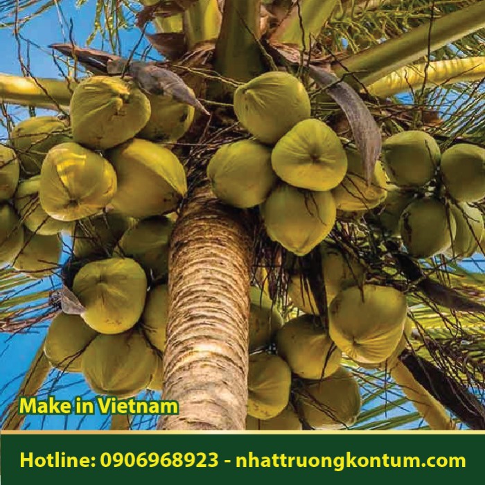 Cây Dừa - Cocos nucifera - Túi 1kg