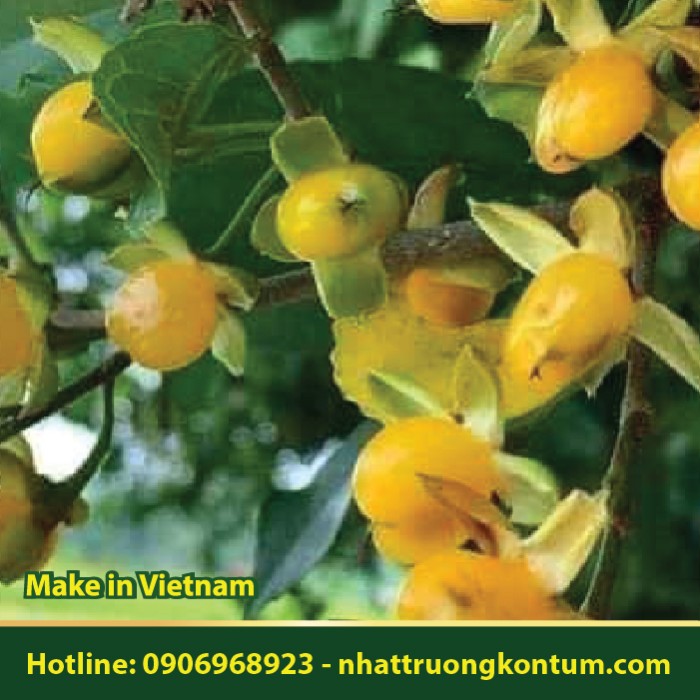 Cây Duối - Streblus asper - Túi 1kg