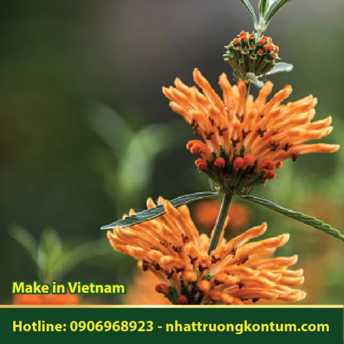 Cây Đuôi Sư Tử - Leonotis leonurus - Túi 1kg