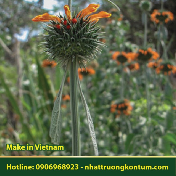 Cây Đầu sư tử - Ích Mẫu Nam - Leonotis nepetifolia - Túi 1kg