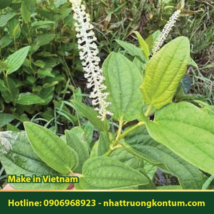 Cây Hàm Ếch - Saururus chinensis- Túi 1kg