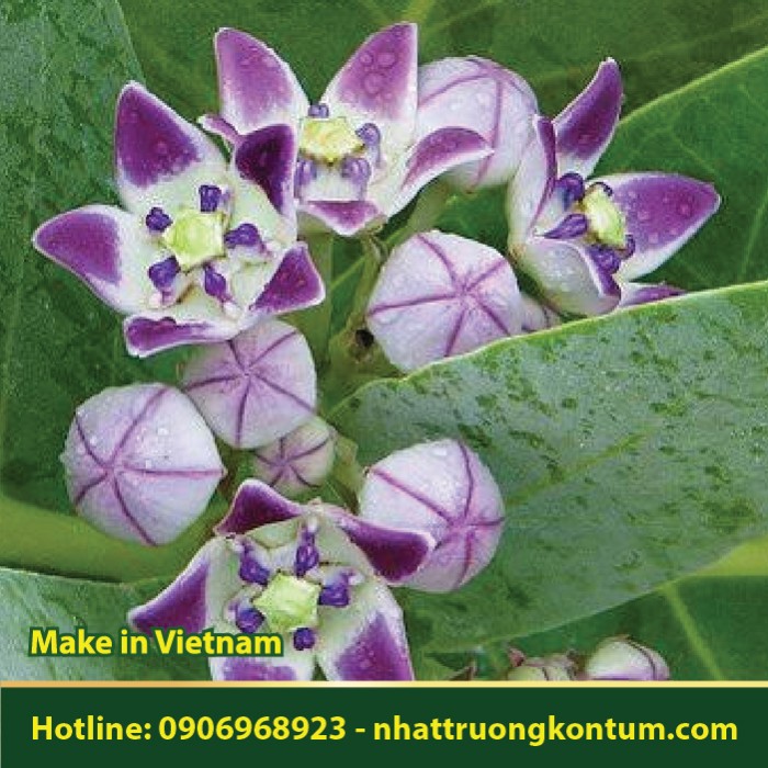Cây Lá Hen - Bồng Bồng - Calotropis gigantea - Túi 1kg