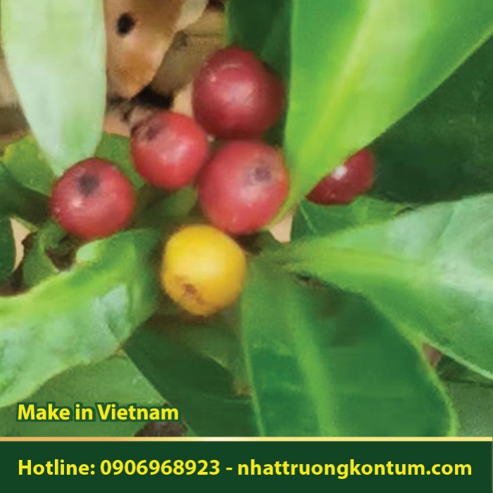 Cây Lấu - Psychotria rubra - Túi 1kg