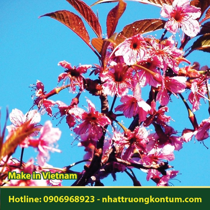 Cây Mai Anh Đào - Prunus cerasoides - Túi 1kg