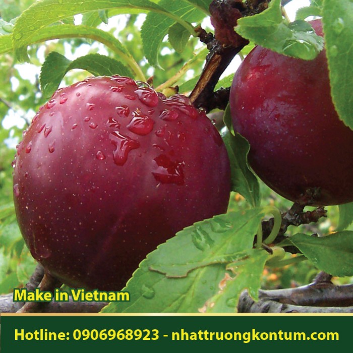 Cây Mận Hậu - Prunus salicina - Túi 1kg