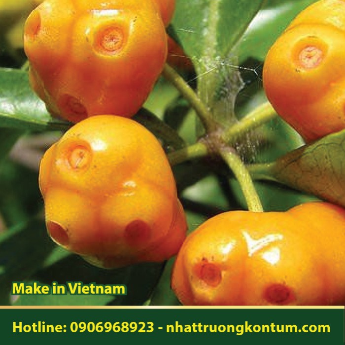 Cây Mặt Quỷ - Morinda umbellata - Túi 1kg