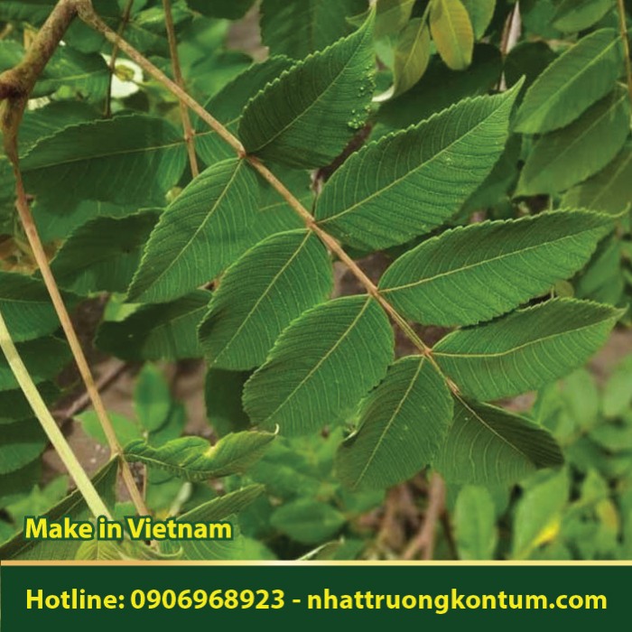 Cây Muối - Rhus chinensis - Túi 1kg