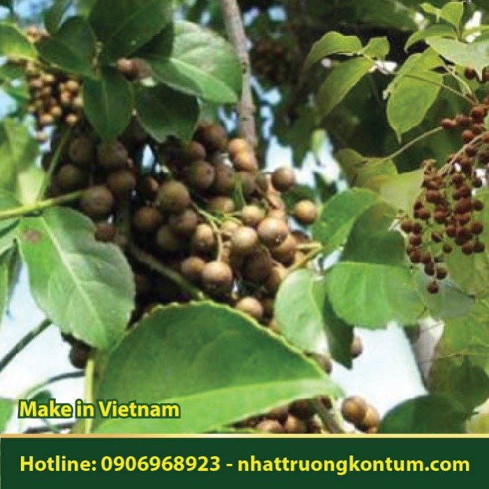 Cây Nhội - Bischofia javanica - Túi 1kg