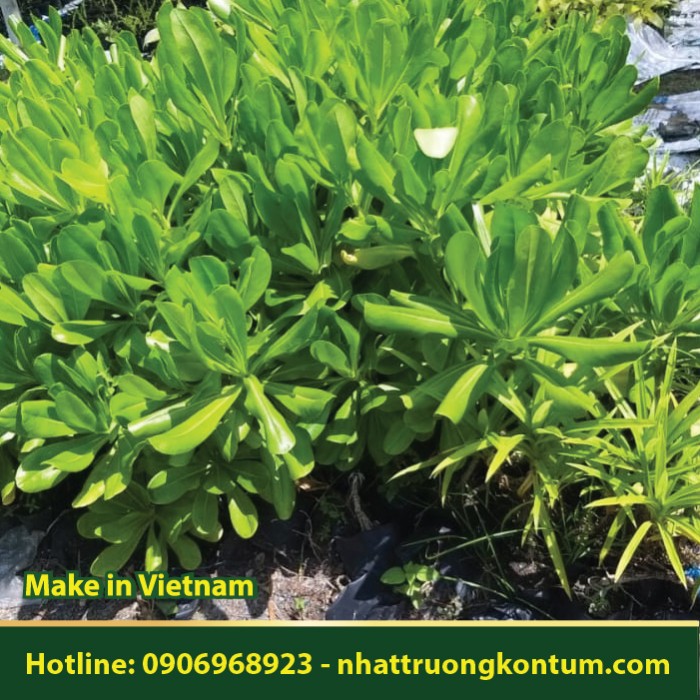 Cây Phong Ba - Heliotropium foertherianum - Túi 1kg
