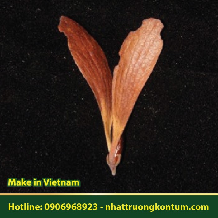 Quả Cây Sao Xanh - Hopea ferrea Seeds - Túi 1kg