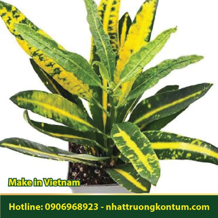 Cây Vàng Bạc - Codiaeum variegatum - Túi 1kg