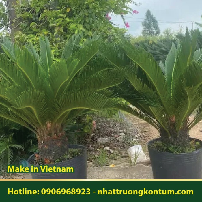 Cây Vạn Tuế - Cycas revoluta - Túi 1kg
