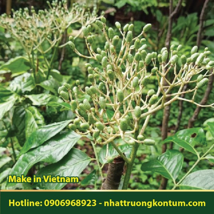 Cây Chanh Chó - Húng Vịt - Chanh Rừng - Murraya (Chưa xác định tên khoa học cụ thể) - Túi 1kg