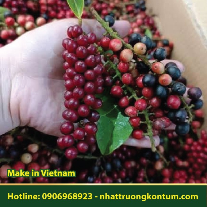 Cây Chòi Mòi - Antidesma ghaesembilla - Túi 1kg