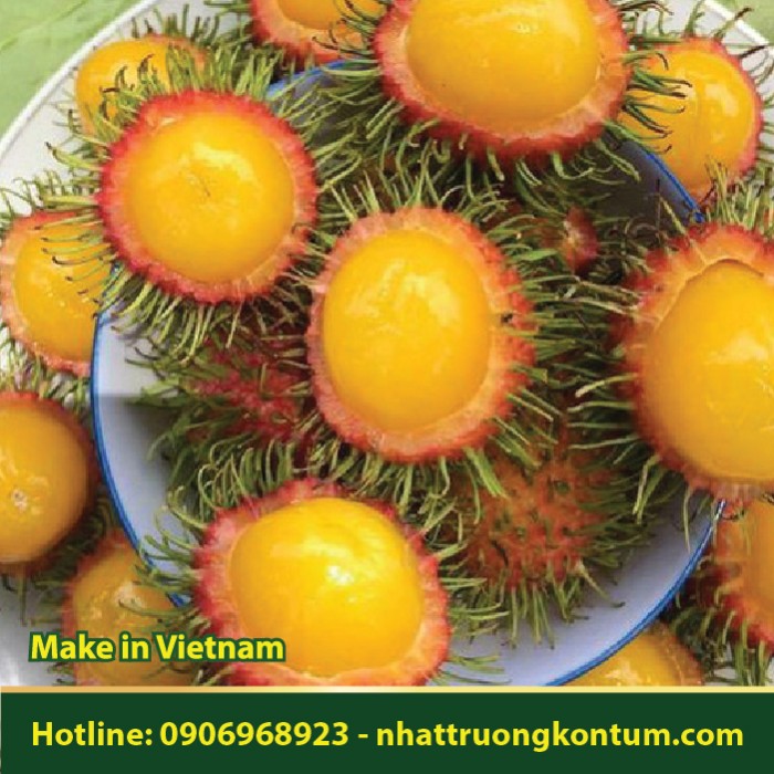 Chôm Chôm Dây Rừng - Nephelium chryseum - Túi 1kg