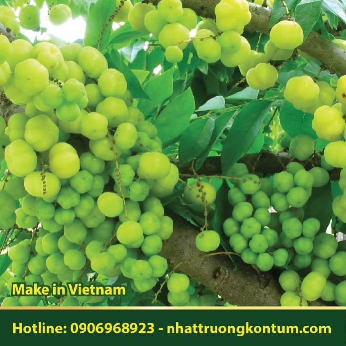 Chùm Ruột - Phyllanthus acidus - Túi 1kg