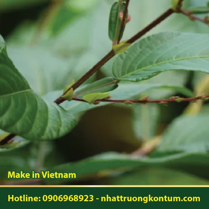 Cây Cổ Bình - Desmodium triquetrum - Túi 1kg