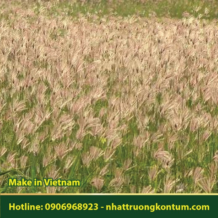 Cỏ May - Chrysopogon aciculatus - Túi 1kg