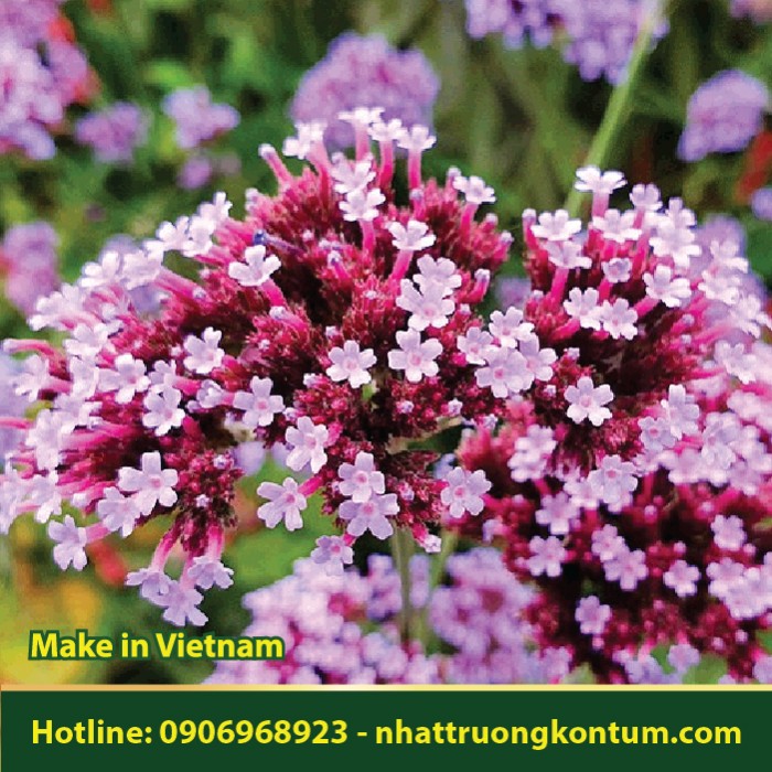 Cỏ Roi Ngựa - Verbena officinalis - Túi 1kg