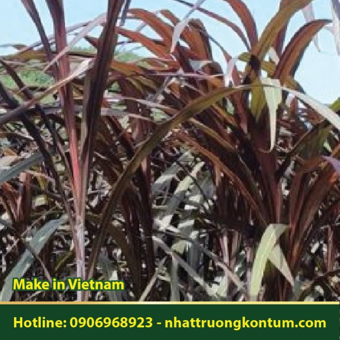 Cỏ Voi Tím - Pennisetum purpureum - Túi 1kg