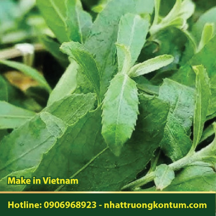 Cúc Tần - Pluchea indica - Túi 1kg