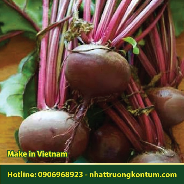 Củ Dền - Beta vulgaris - Túi 1kg