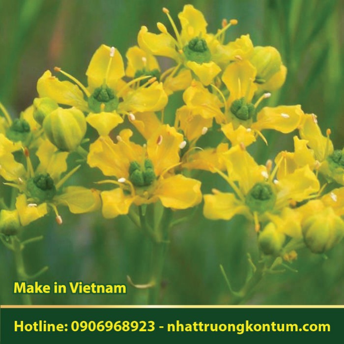 Cửu Lý Hương - Ruta graveolens - Túi 1kg